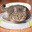 Ferplast Typhon Juguete Ineractivo con Pelota para gatos, , large indicador imagen numero 5